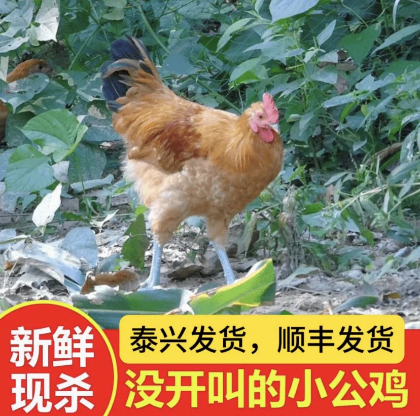 【活鸡活鸡活鸡】泰兴小公鸡顺丰发货