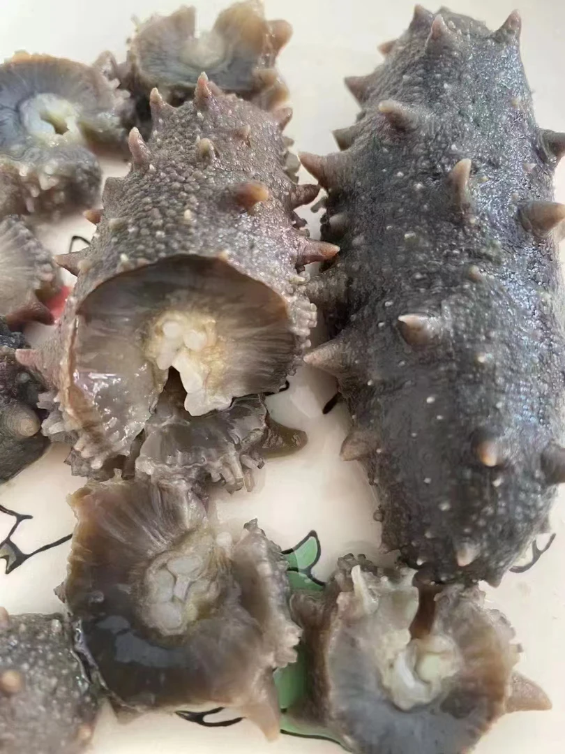 高口即食海参（单只价格）、吃好海参来洋航海产