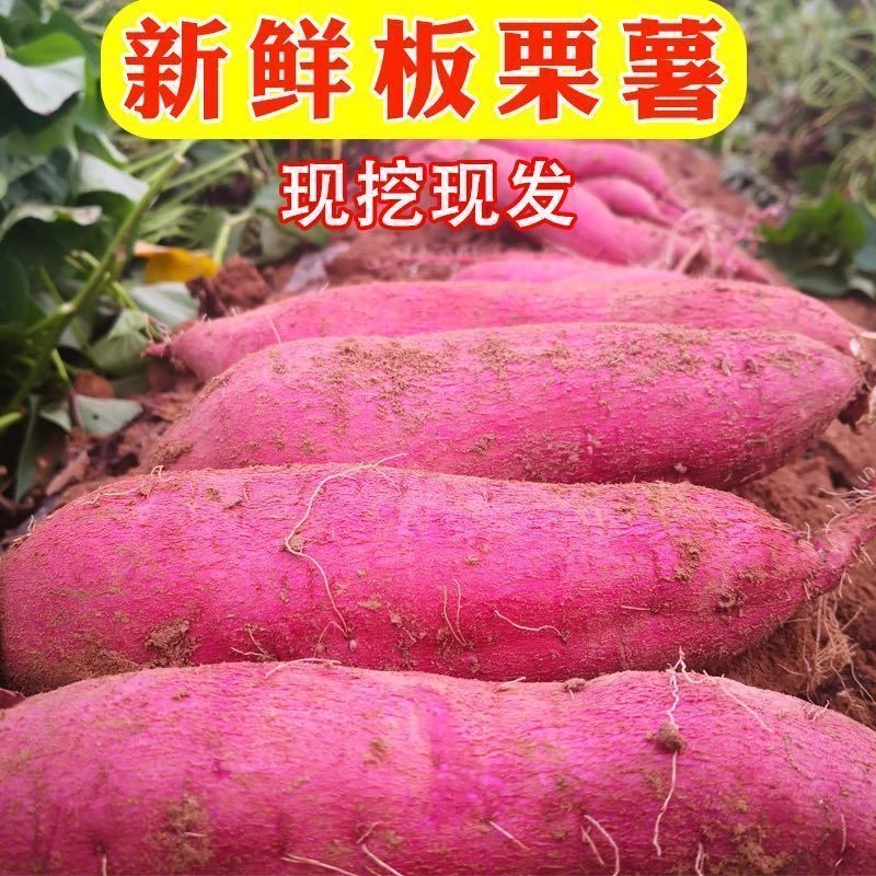 陕西板栗红薯沙地蜜薯白心地瓜山芋头新鲜番薯10斤5斤整箱板栗薯