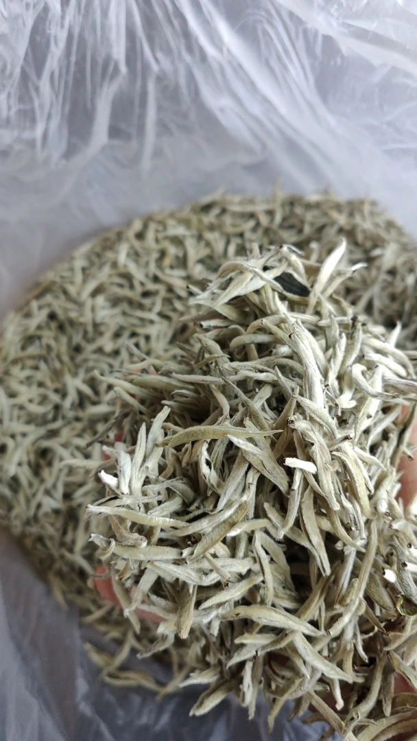 彝乡寨春，老乌山白毫银针茶