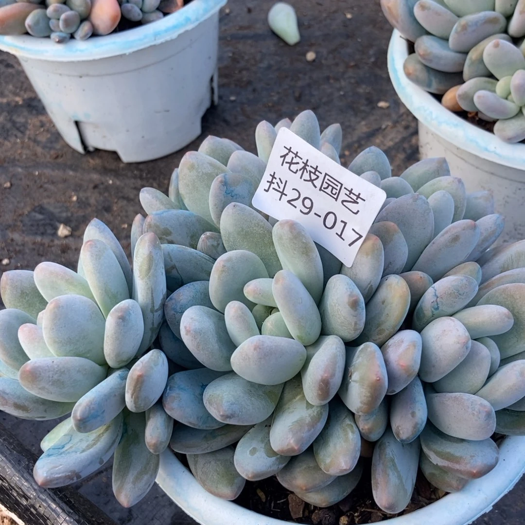 29-17香水随机无砍