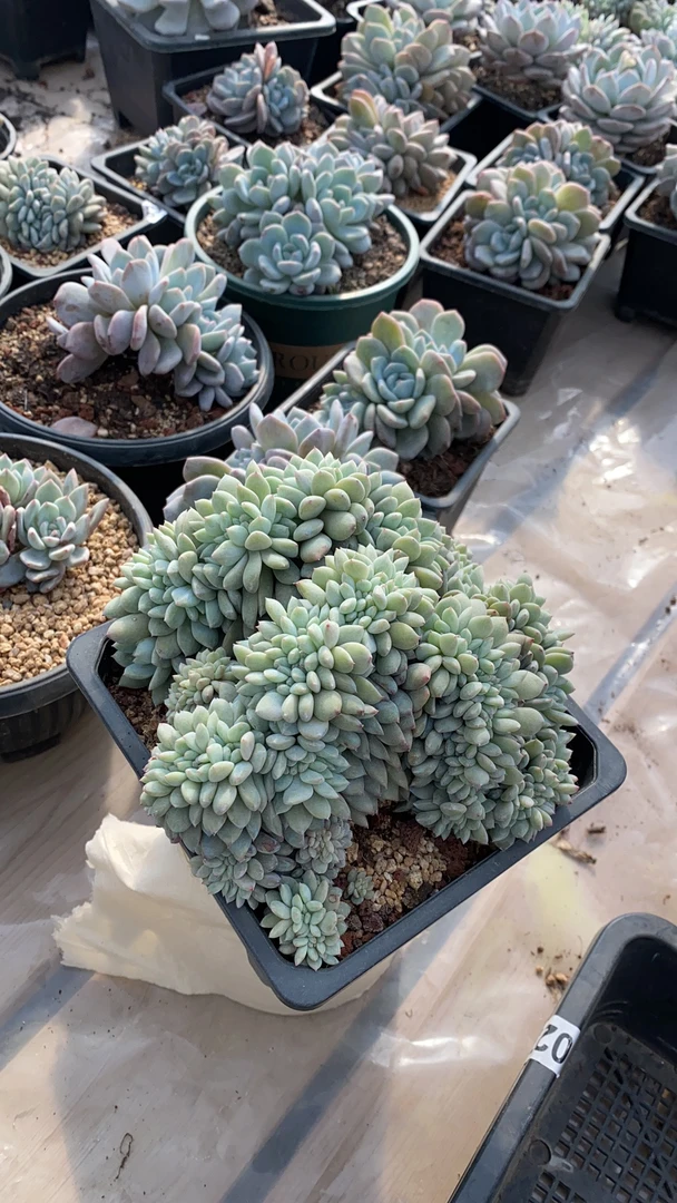 花枝多肉福袋链接