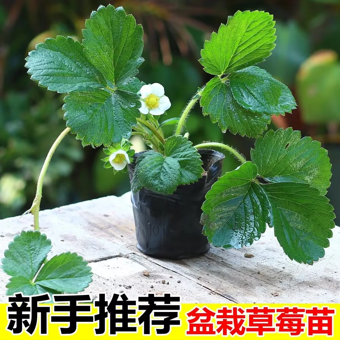 四季草莓苗南北方当年结果奶油草莓苗红颜草莓苗草莓
