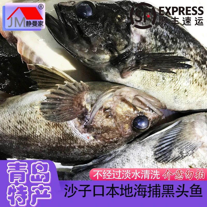 【码头卸船直发】青岛崂山静曼家沙子口海捕野生当地新鲜黑头鱼