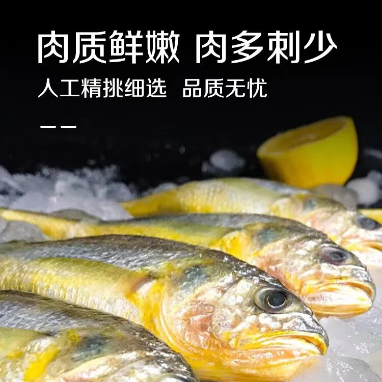 (活动中）东海黄花鱼新鲜速冻野生小黄花鱼拍两斤送两斤到手四斤