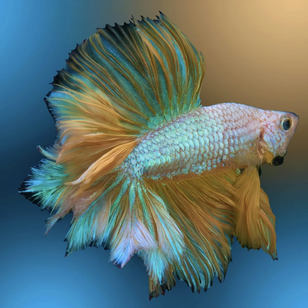 S1（1-12）精品泰国斗鱼半月斗鱼小型热带观赏鱼（直播间选鱼）