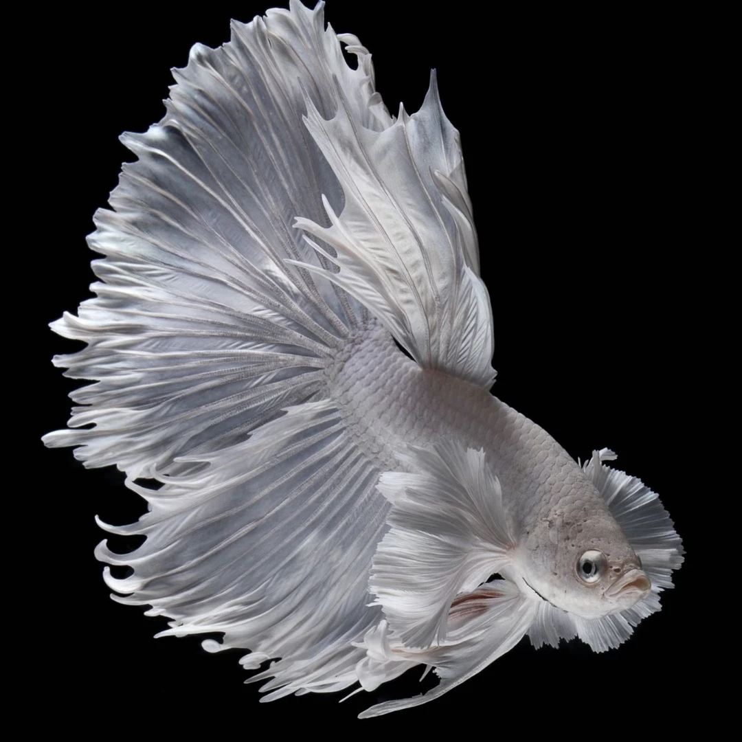 D10（217-240）精选泰国斗鱼半月斗鱼小型热带观赏鱼（直播间选鱼）