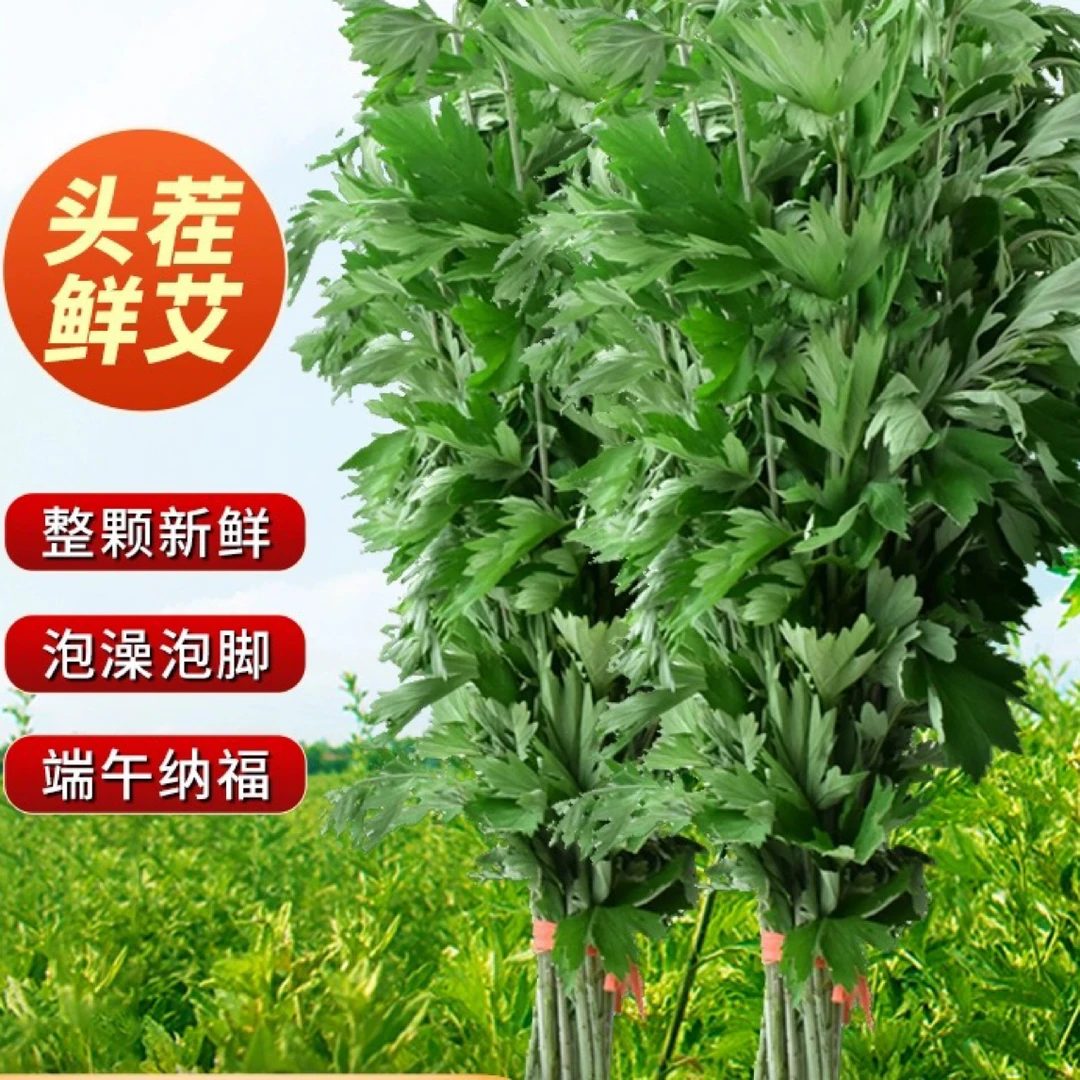 端午节新鲜艾草野生整颗挂门全株青艾叶家用干艾草驱蚊泡脚洗澡