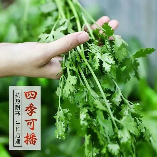 DAYU/大禹香菜种子盆栽苗大叶大四季食用香菜籽蔬菜种籽阳台庭院q