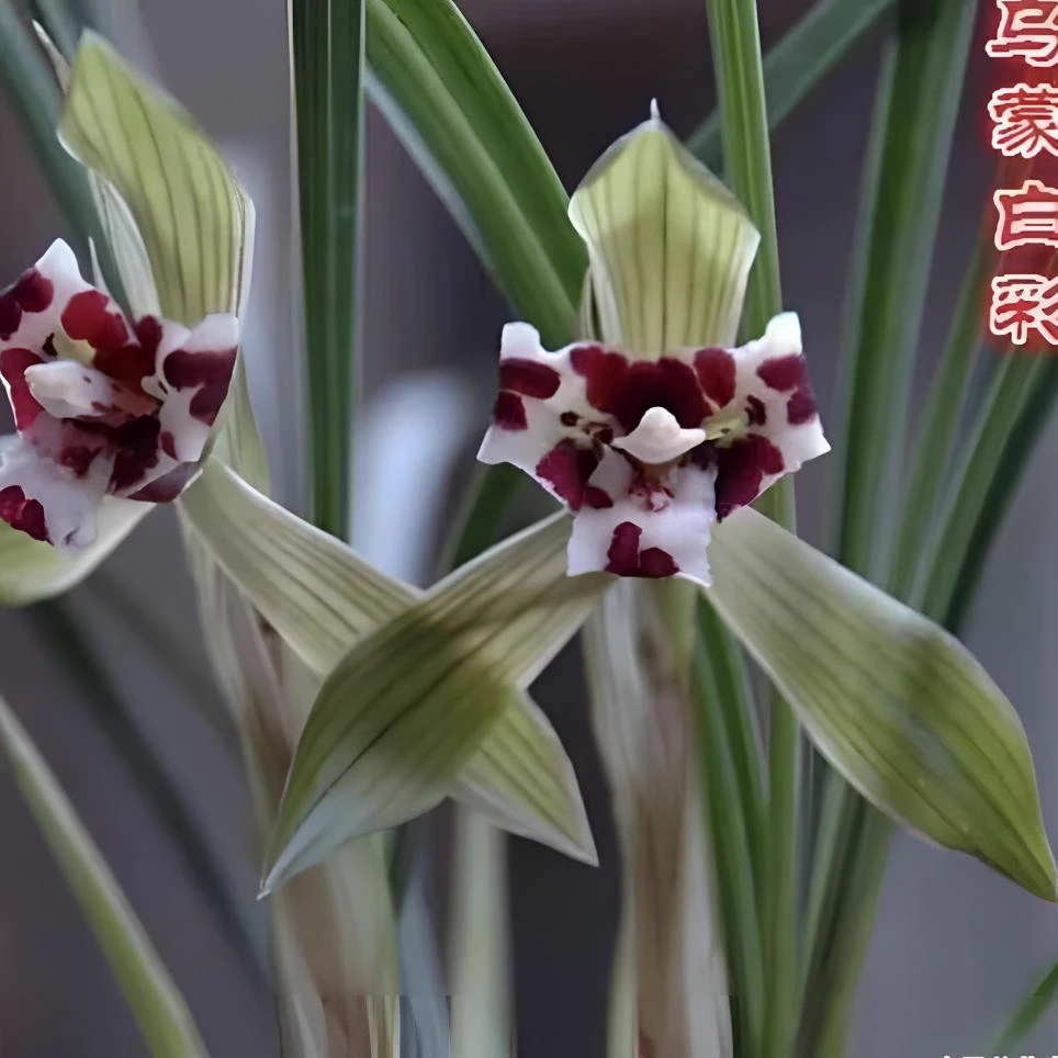 怡诚兰花直播间一物一拍  付款请备注