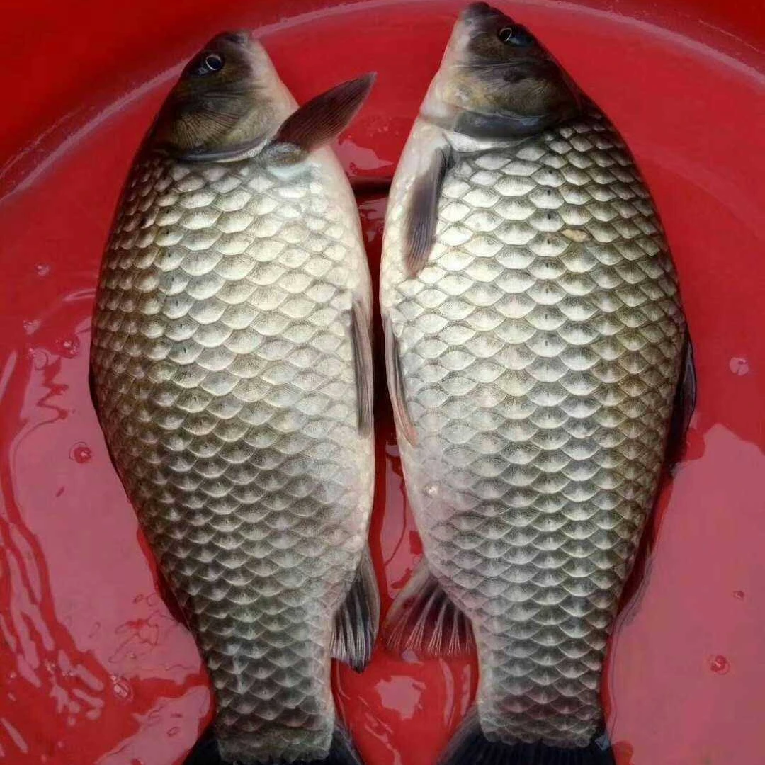 中科鲫鱼苗 快大包邮包活次日发货活体养殖难度低营养