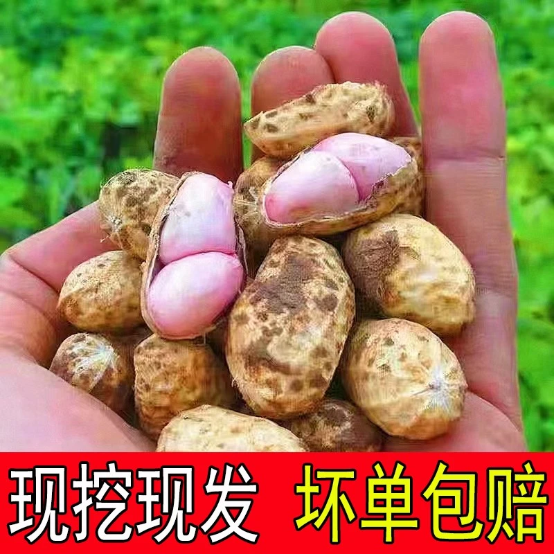 2024新鲜湿花生现挖带泥鲜花生红带壳小花生米粉皮水煮生花生饱满