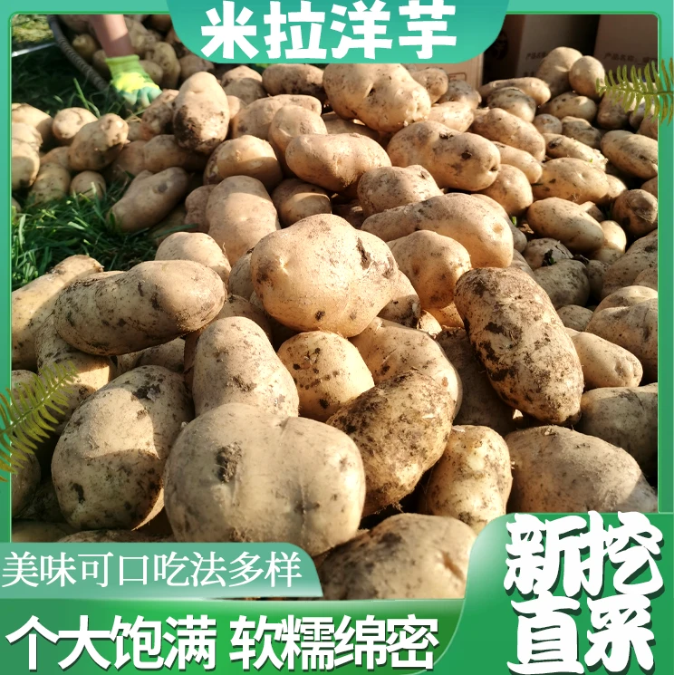 贵州威宁土豆5斤米拉洋芋高原土豆口感佳产地直发新鲜采挖包邮