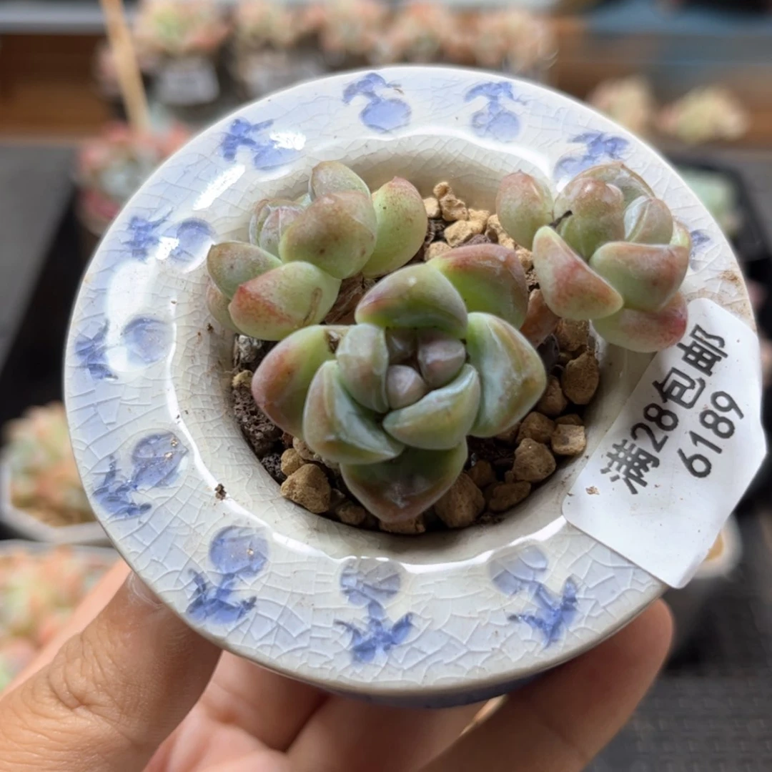 【闪购商品】3164紫心冰玉3头