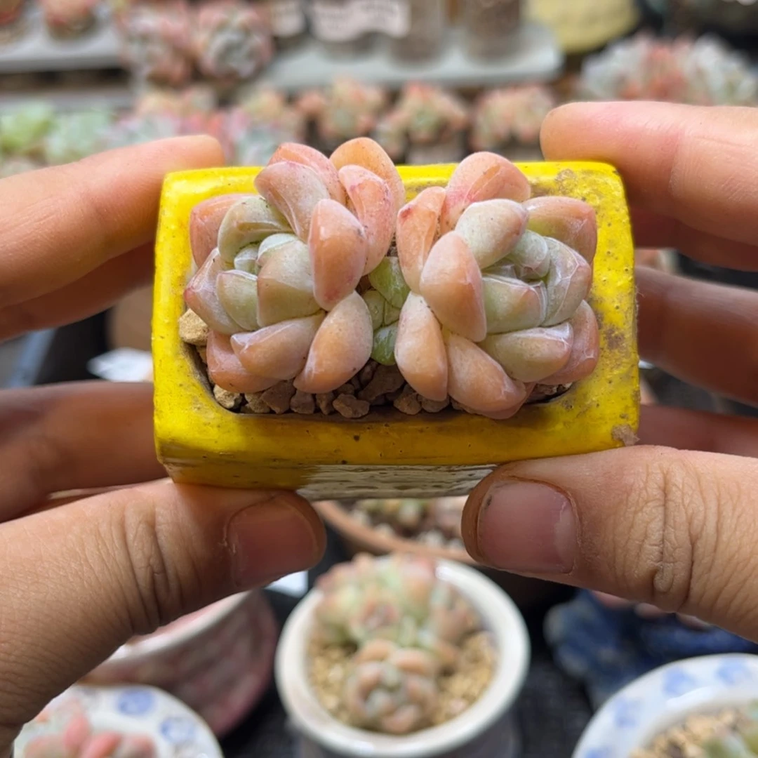 【闪购商品】8096。双头冰玉