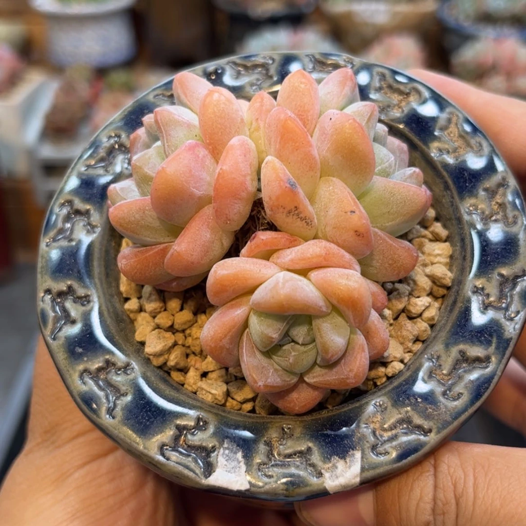 【闪购商品】6183。三头冰玉