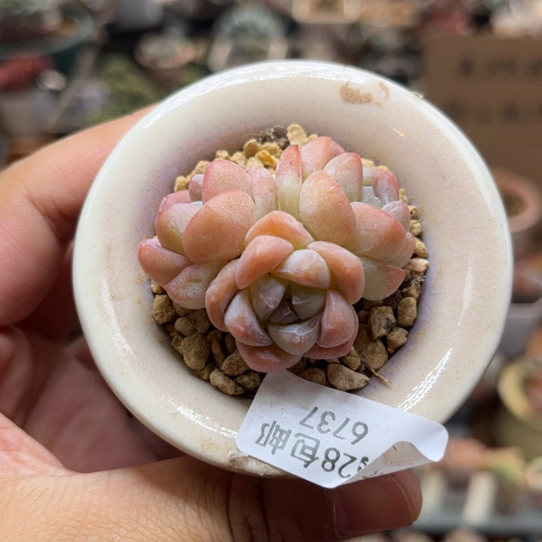 【闪购商品】6737。三头冰玉