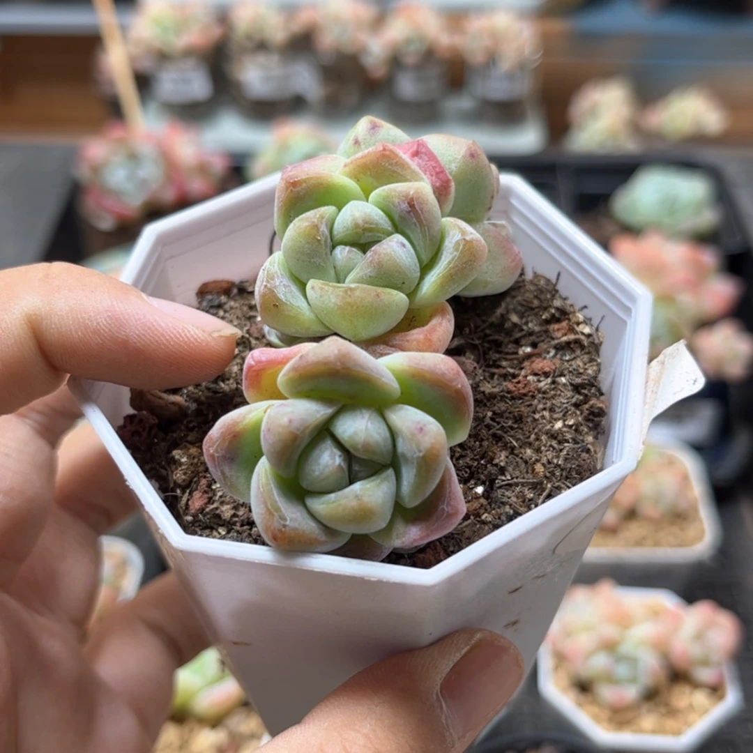 【闪购商品】3770紫心冰玉3头 小崽不包