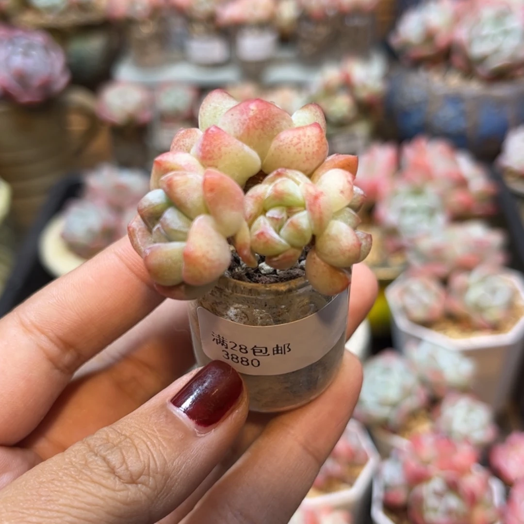 【闪购商品】3880冰玉4头