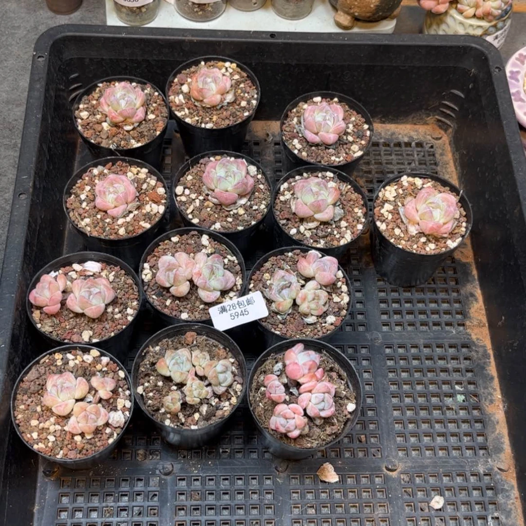 【闪购商品】浮**梦5945冰玉13盆