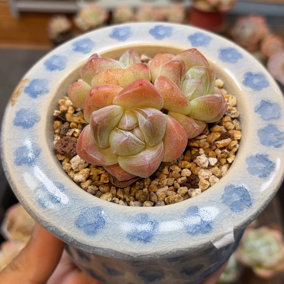 【闪购商品】6204冰玉3头