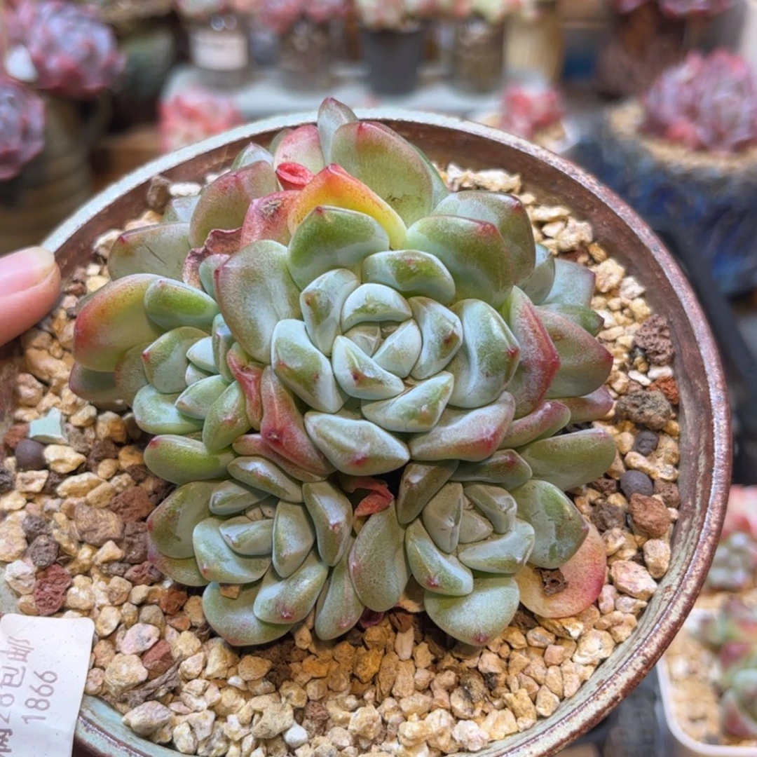 【闪购商品】1866冰玉6头