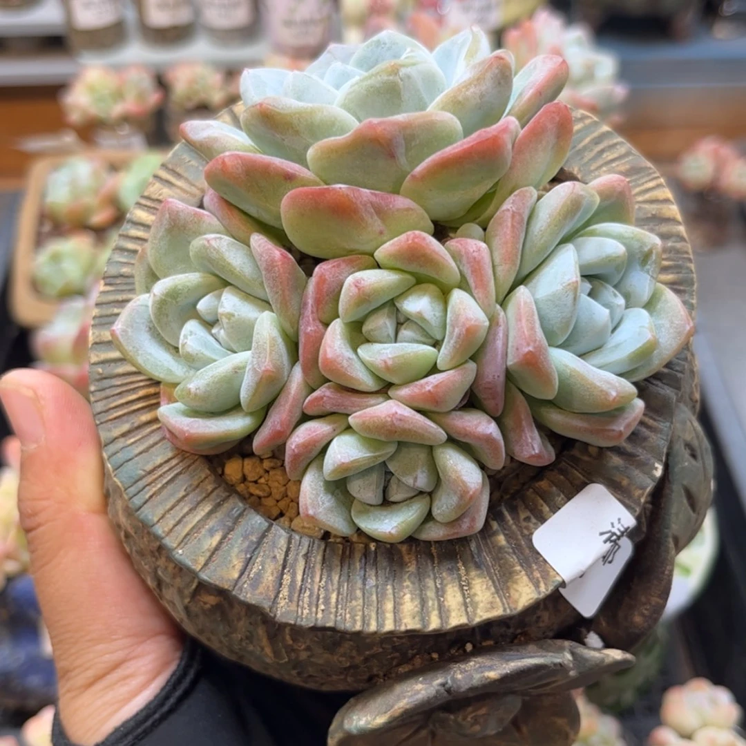 【闪购商品】6355五头冰玉
