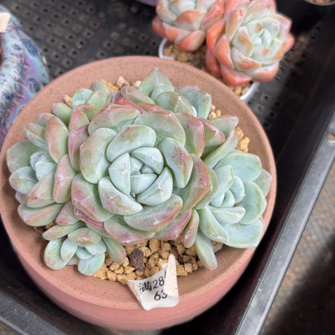 【闪购商品】6317冰玉6头