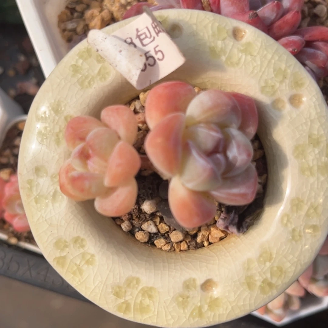 【闪购商品】2055冰玉双头