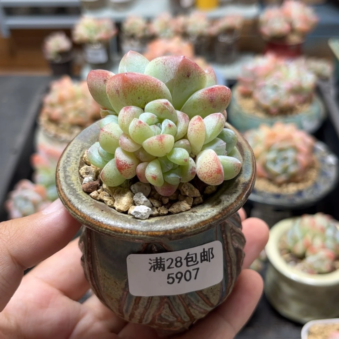 【闪购商品】5907冰玉5头