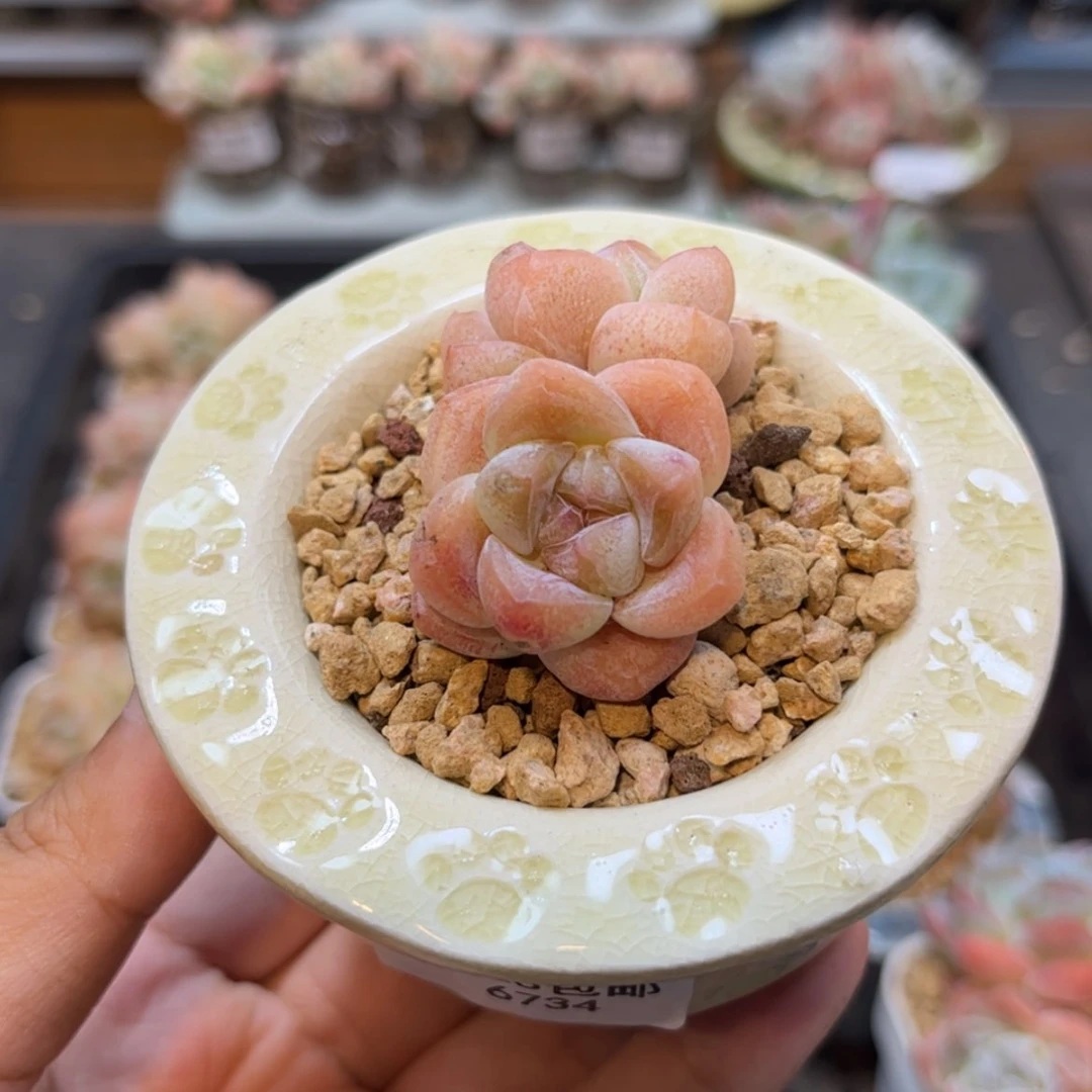 【闪购商品】6734冰玉双头