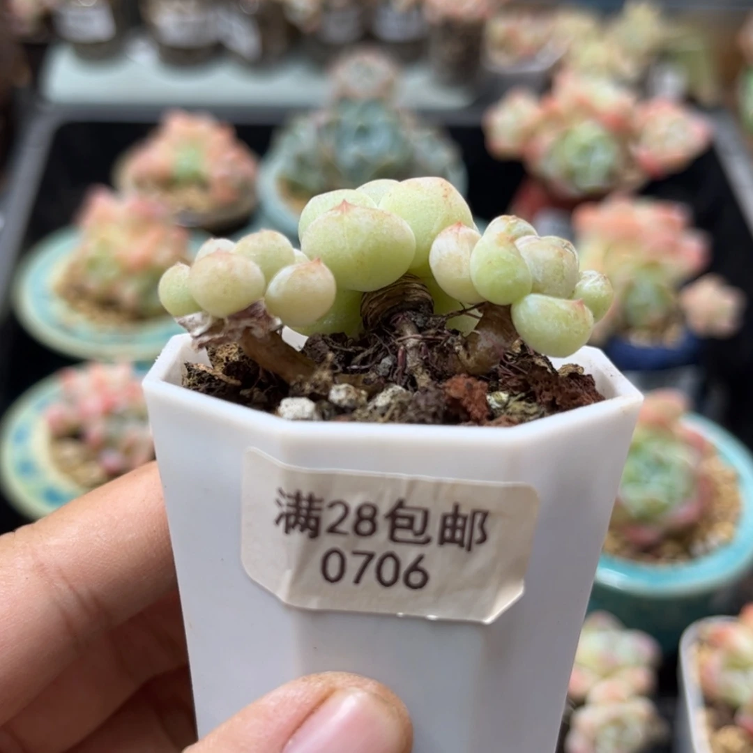 【闪购商品】0706冰玉3头