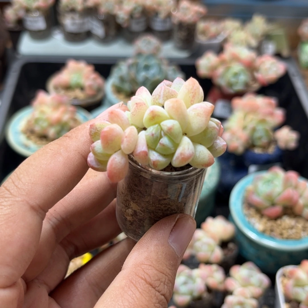 【闪购商品】6766冰玉5头