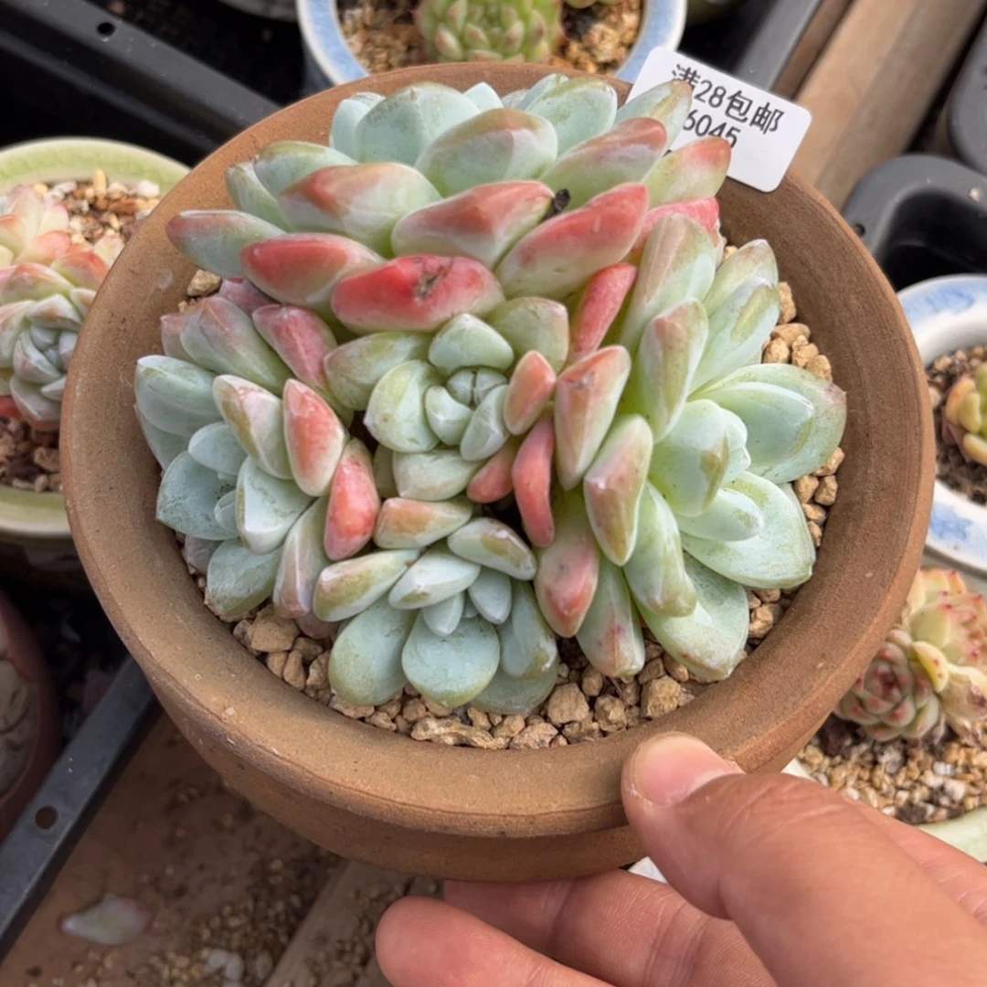 【闪购商品】6045。五头冰玉