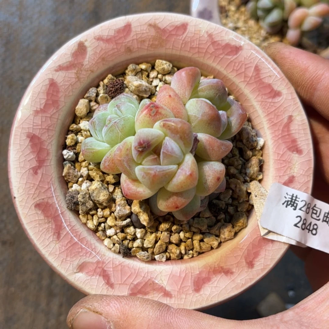 【闪购商品】?***块2848。四头冰玉