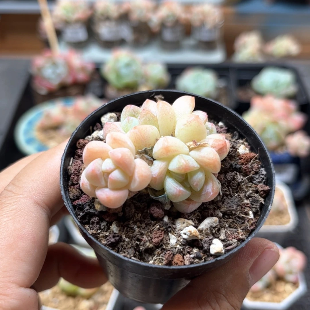 【闪购商品】6614冰玉4头