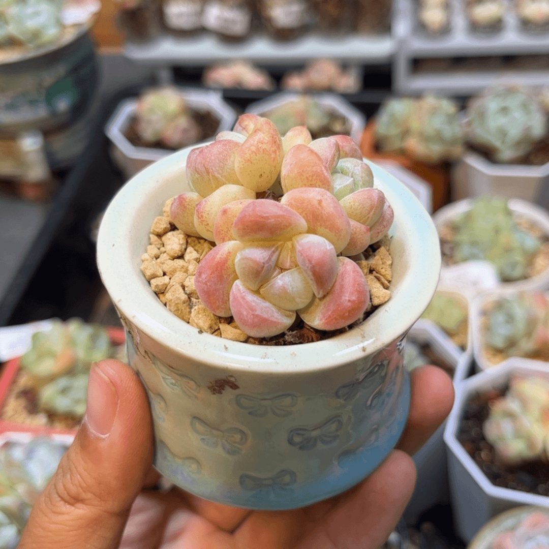 【闪购商品】2795冰玉3头