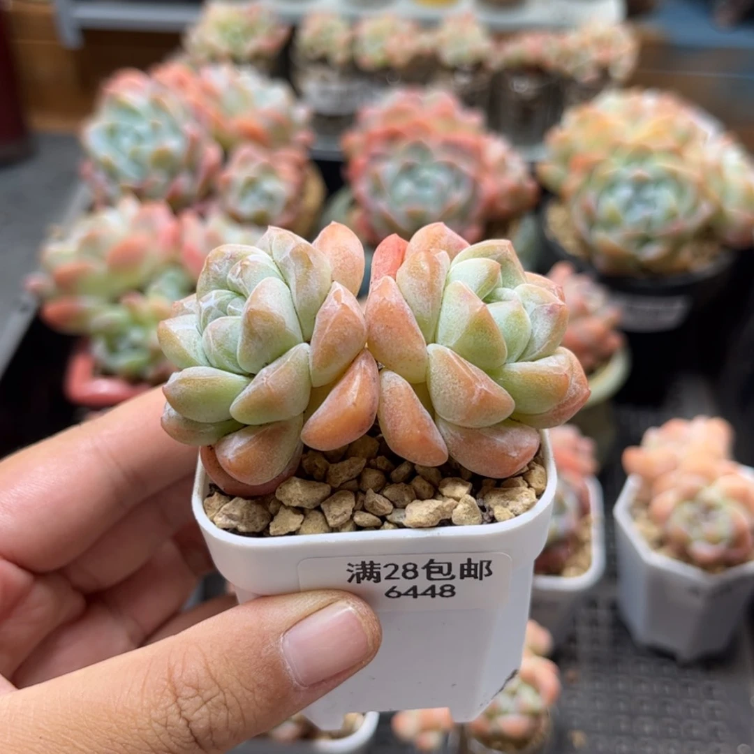 【闪购商品】6448冰玉双头