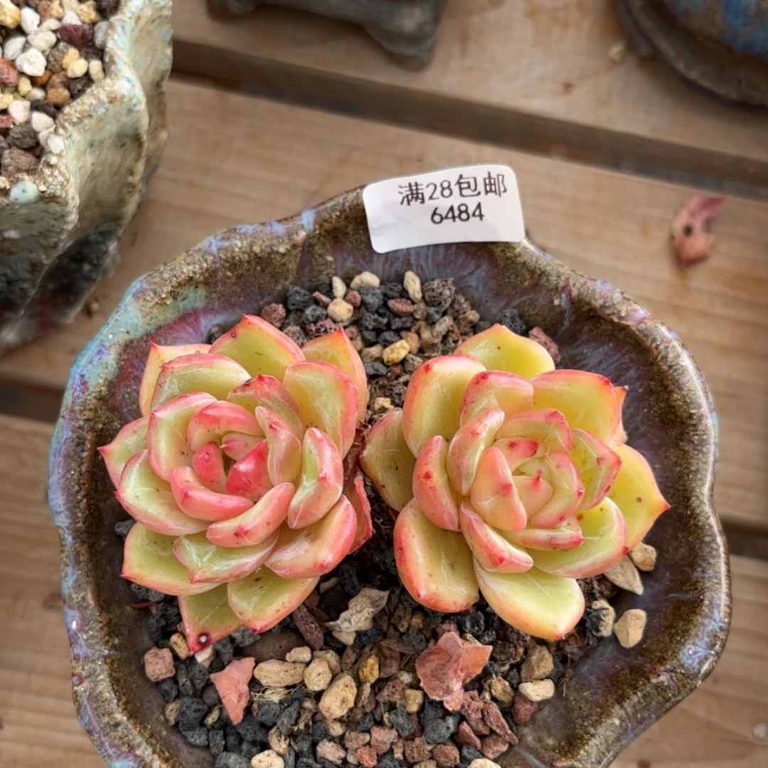【闪购商品】6484香槟双头