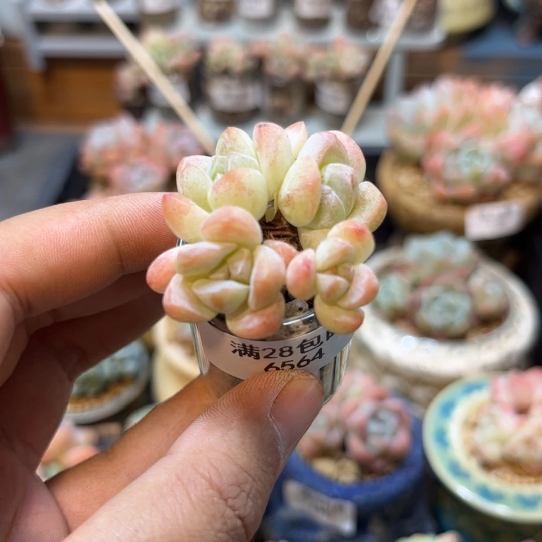 【闪购商品】6564冰玉4头