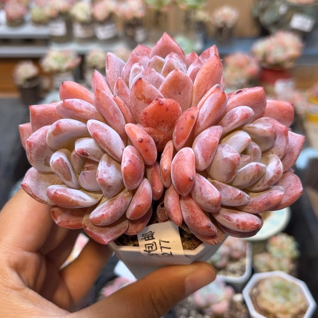 【闪购商品】6277雪天使3头