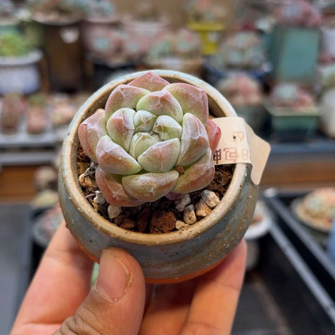 【闪购商品】0416 单头冰玉