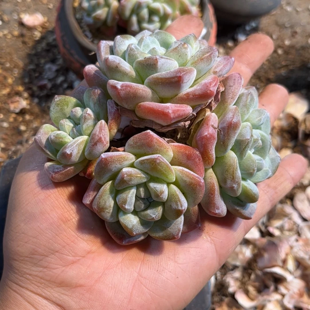 【闪购商品】?**依1906。四头冰玉