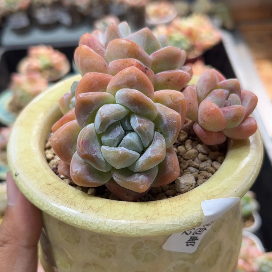 【闪购商品】6362冰玉6头