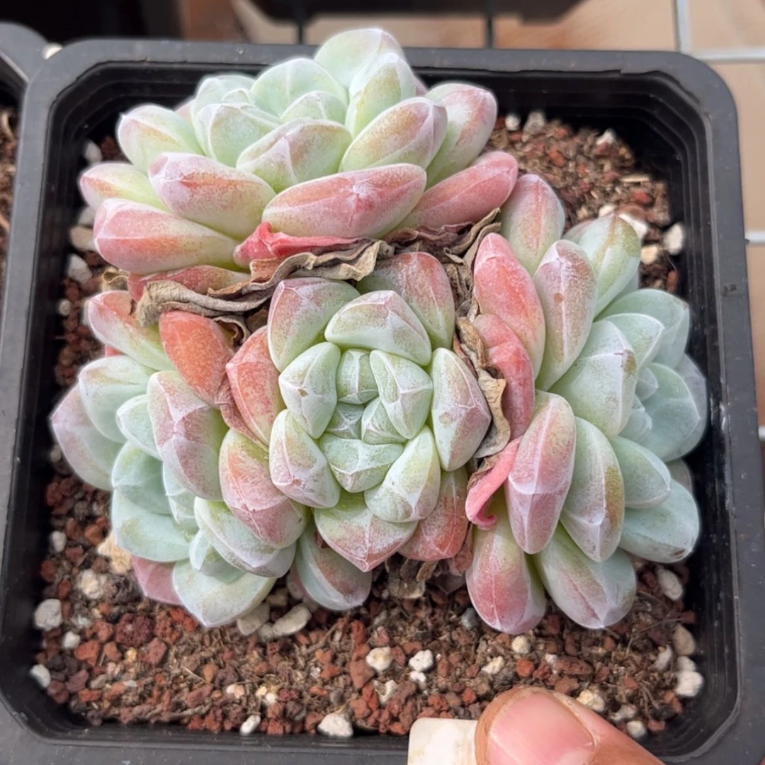 【闪购商品】2313。四头胖冰玉