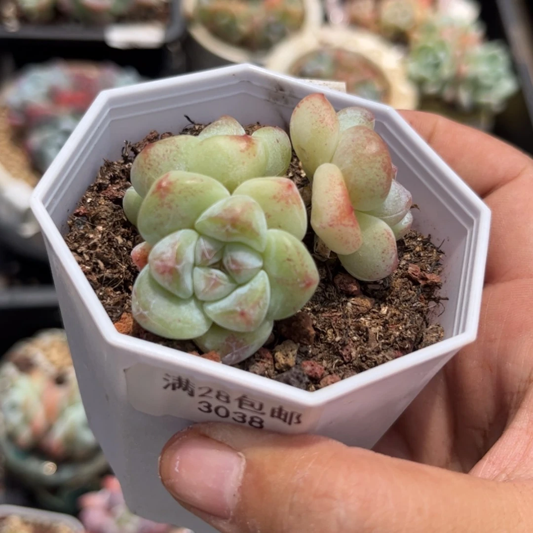 【闪购商品】3038冰玉3头