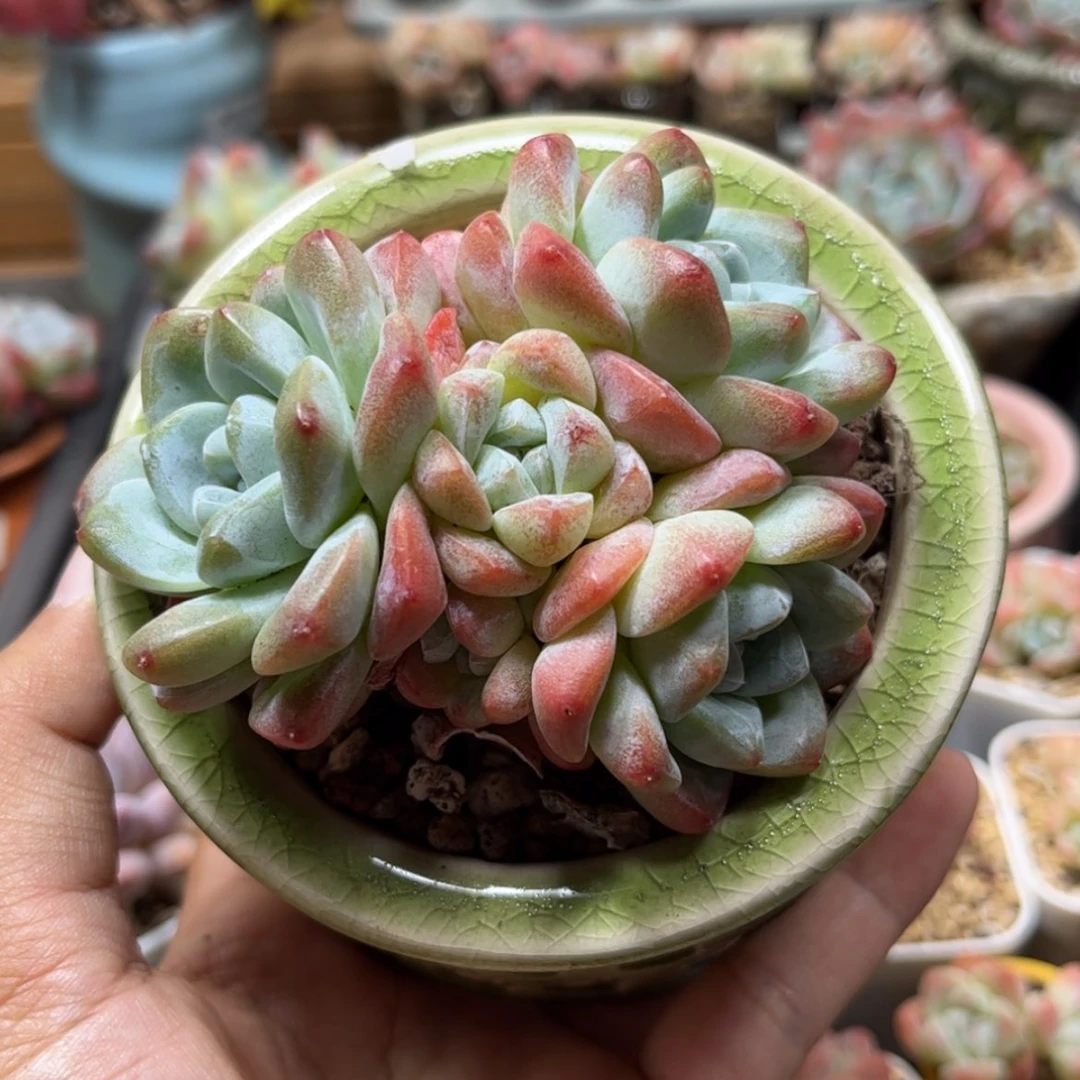 【闪购商品】2674冰玉5头