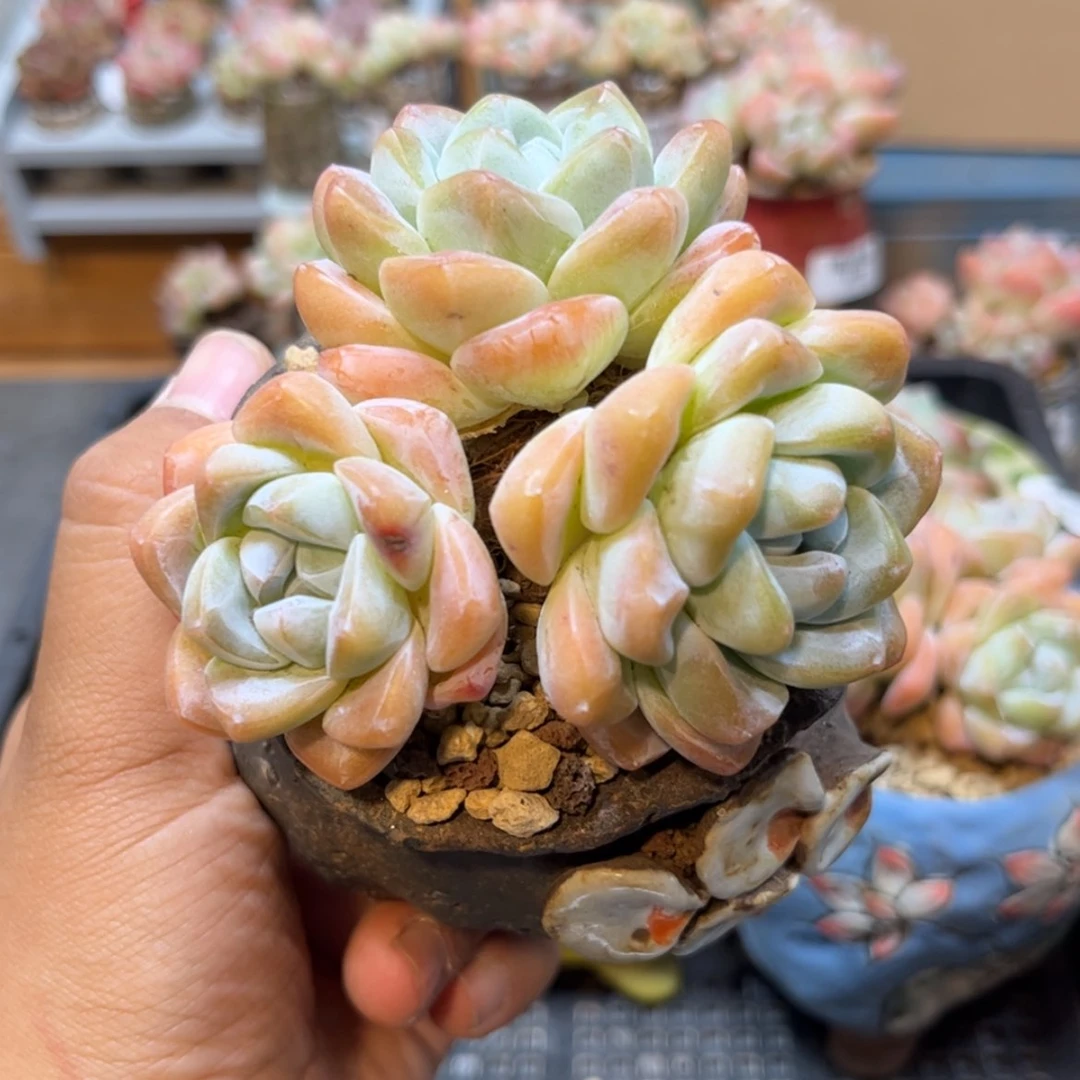 【闪购商品】6093。三头粗腿冰玉