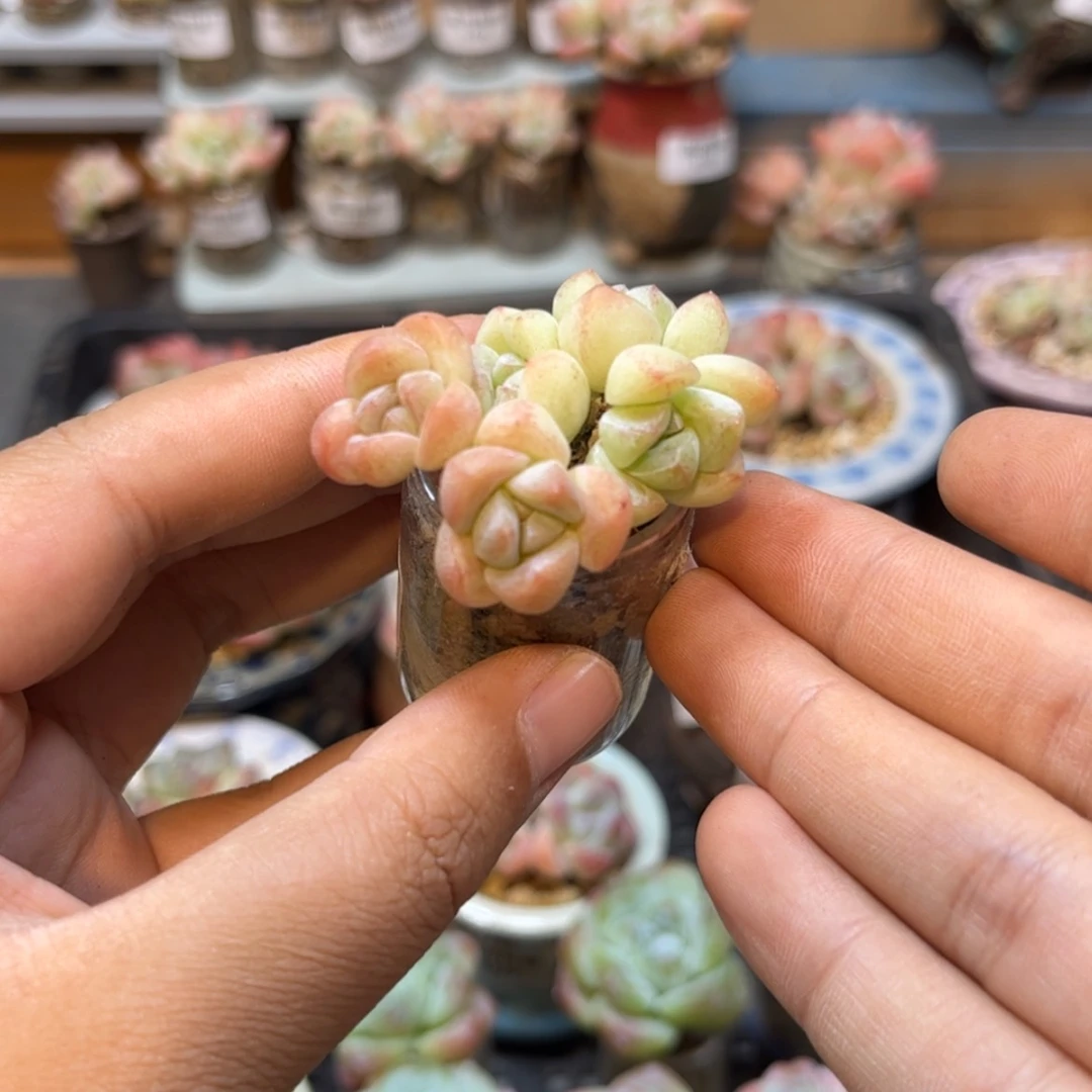 【闪购商品】5487冰玉5头