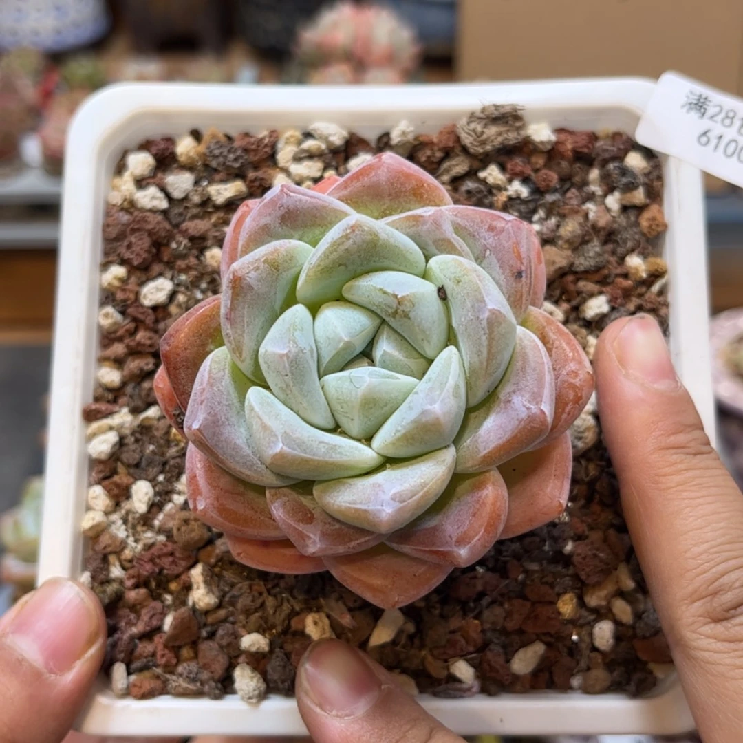 【闪购商品】6100单头大粗腿冰玉